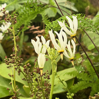 Primula (Dodecatheon) meadia f. album